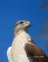 Hawk;Buteo-regalis;Ferruginous-Hawk;Birds-of-Prey;Curved-Beak;Hunter;Hunters;Pre
